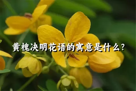 黄槐决明花语的寓意是什么？