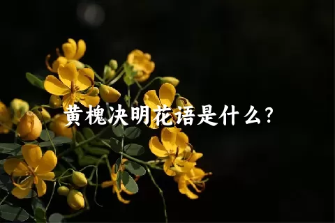 黄槐决明花语是什么？