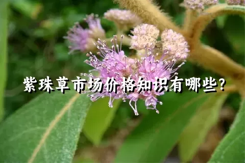 紫珠草市场价格知识有哪些？