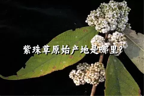 紫珠草原始产地是哪里？