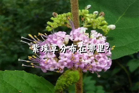 紫珠草分布在哪里?