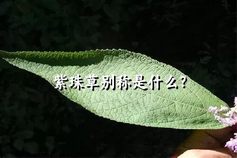 紫珠草别称是什么？