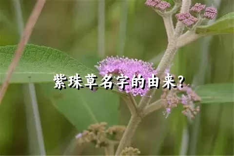 紫珠草名字的由来？