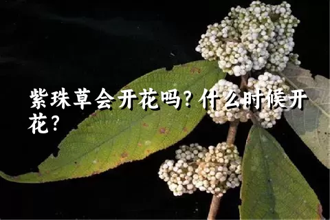 紫珠草会开花吗？什么时候开花？