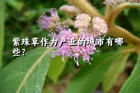 紫珠草作为产业的城市有哪些？