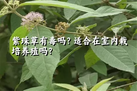 紫珠草有毒吗？适合在室内栽培养殖吗？