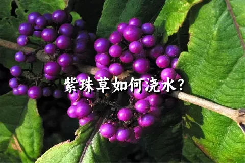 紫珠草如何浇水？