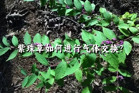 紫珠草如何进行气体交换？