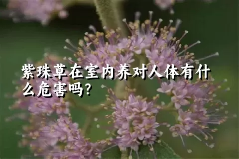 紫珠草在室内养对人体有什么危害吗？