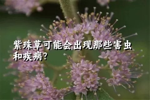 紫珠草可能会出现那些害虫和疾病？