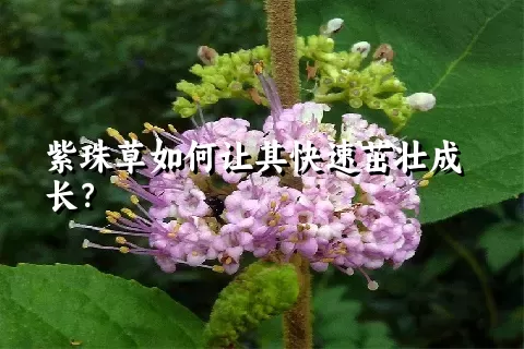 紫珠草如何让其快速茁壮成长？