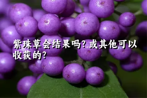 紫珠草会结果吗？或其他可以收获的？