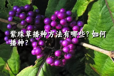 紫珠草播种方法有哪些？如何播种？