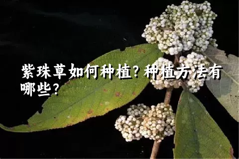 紫珠草如何种植？种植方法有哪些？