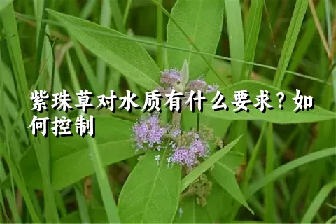 紫珠草对水质有什么要求？如何控制