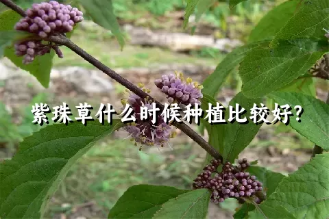 紫珠草什么时候种植比较好？