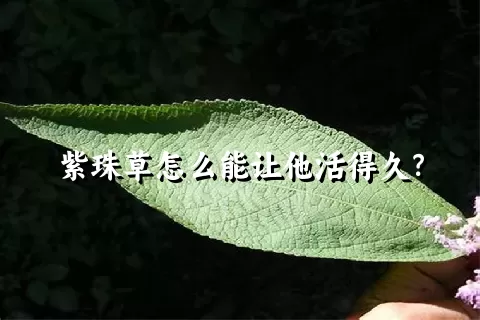 紫珠草怎么能让他活得久？