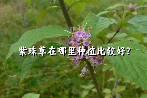 紫珠草在哪里种植比较好？