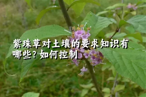 紫珠草对土壤的要求知识有哪些？如何控制