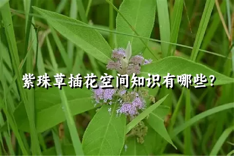 紫珠草插花空间知识有哪些？