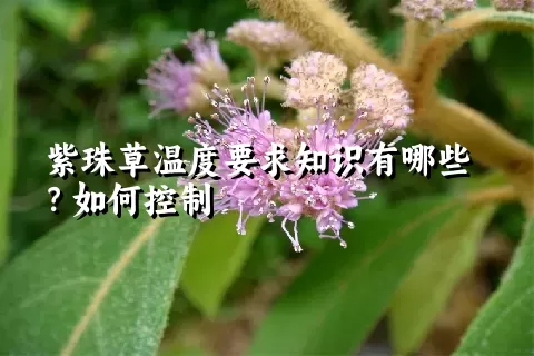 紫珠草温度要求知识有哪些？如何控制