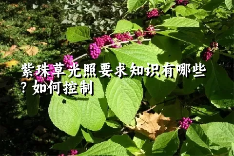 紫珠草光照要求知识有哪些？如何控制