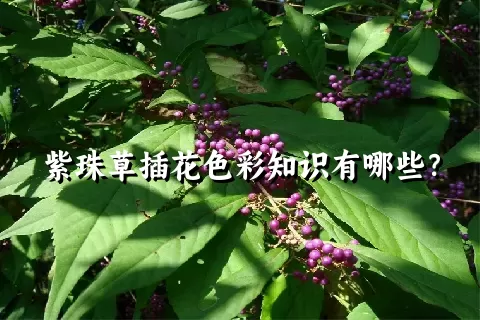 紫珠草插花色彩知识有哪些？