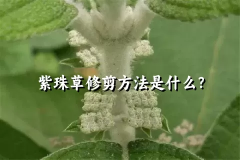 紫珠草修剪方法是什么？