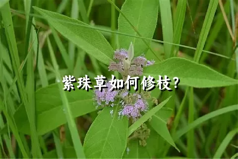 紫珠草如何修枝？