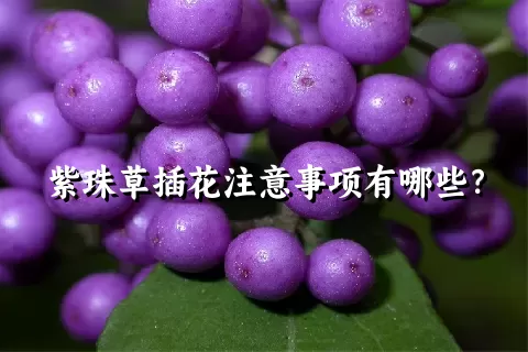 紫珠草插花注意事项有哪些？