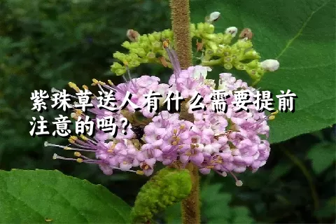 紫珠草送人有什么需要提前注意的吗？