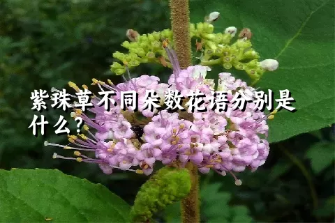 紫珠草不同朵数花语分别是什么？