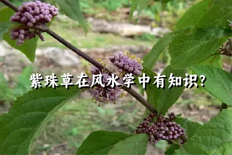 紫珠草在风水学中有知识？