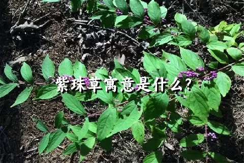 紫珠草寓意是什么？