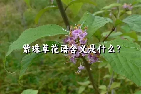 紫珠草花语含义是什么？