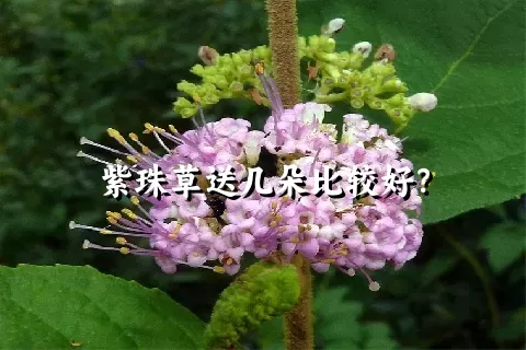 紫珠草送几朵比较好？