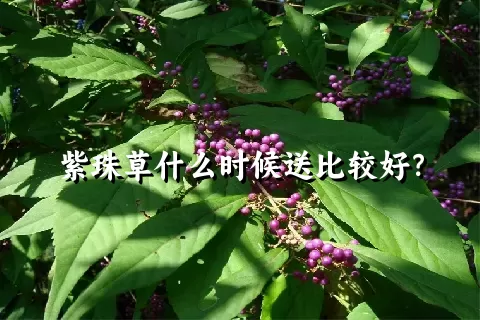 紫珠草什么时候送比较好？