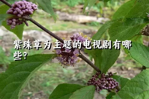 紫珠草为主题的电视剧有哪些？