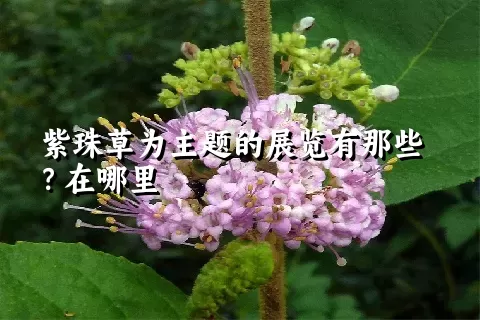 紫珠草为主题的展览有那些？在哪里