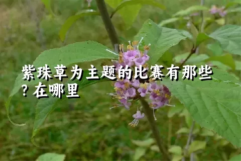 紫珠草为主题的比赛有那些？在哪里