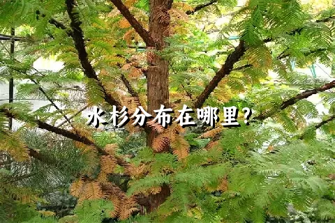 水杉分布在哪里?