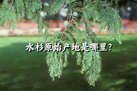 水杉原始产地是哪里？