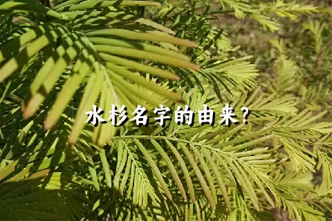 水杉名字的由来？