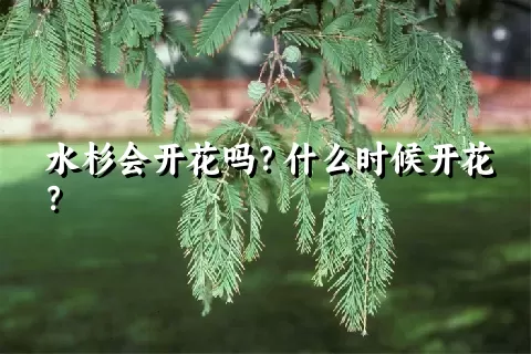 水杉会开花吗？什么时候开花？