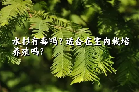 水杉有毒吗？适合在室内栽培养殖吗？