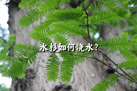 水杉如何浇水？