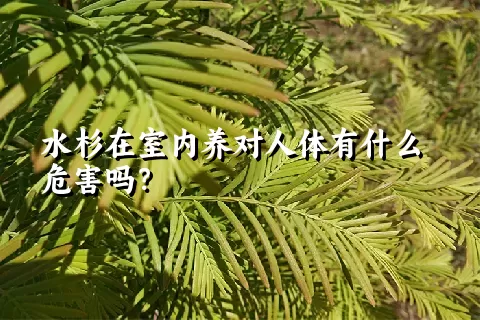 水杉在室内养对人体有什么危害吗？