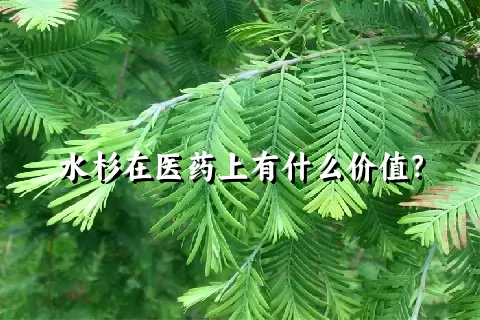 水杉在医药上有什么价值？