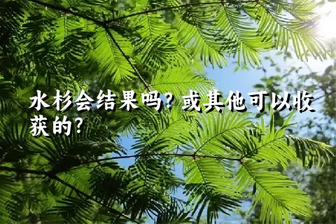 水杉会结果吗？或其他可以收获的？