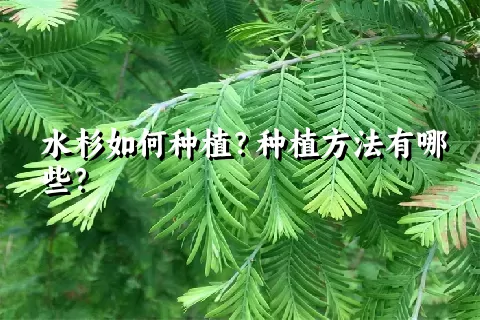 水杉如何种植？种植方法有哪些？